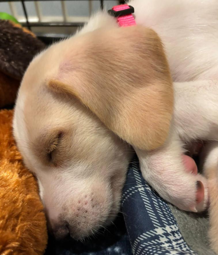 Enlarge Fawn, a ADOPTABLE mixed breed in Eutawville, SC image 4/6