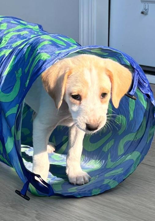 Enlarge Fawn, a ADOPTABLE mixed breed in Eutawville, SC image 3/6