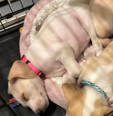 Enlarge Fawn, a ADOPTABLE mixed breed in Eutawville, SC image 6/6