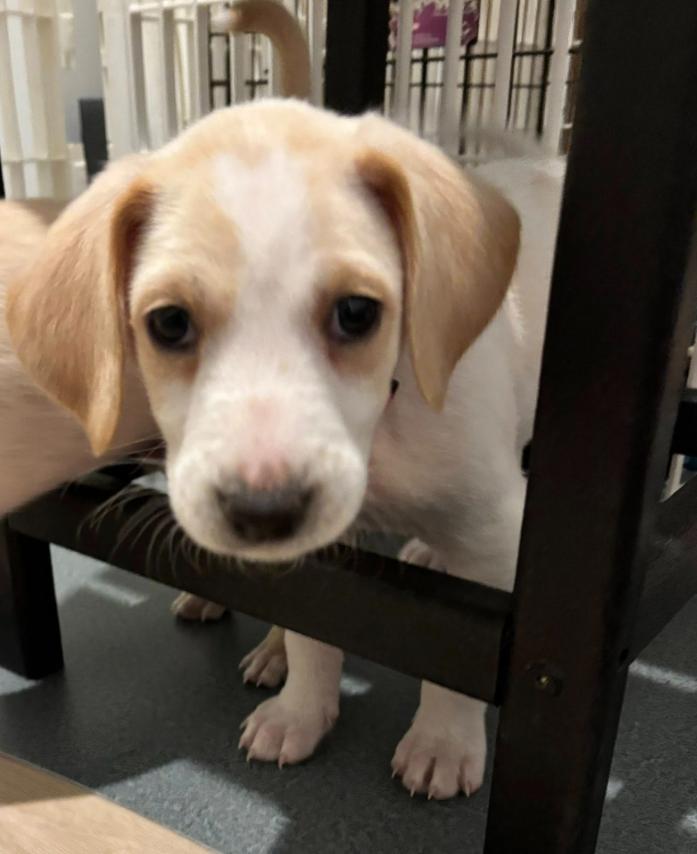 Fawn, ADOPTABLE, Puppy Female Mixed Breed.