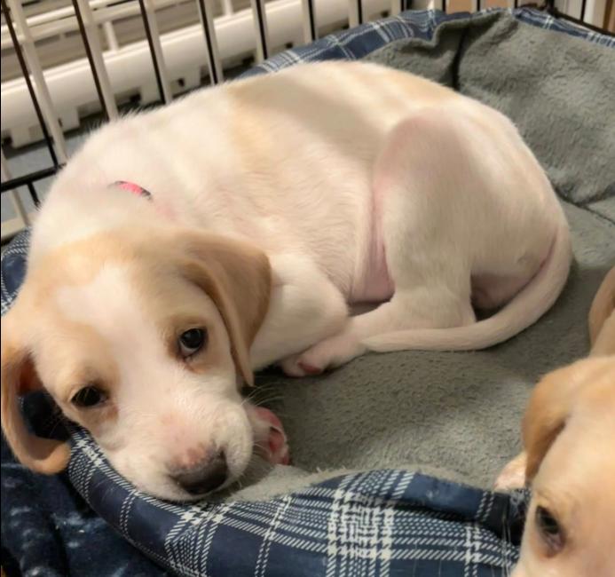 Enlarge Fawn, a ADOPTABLE mixed breed in Eutawville, SC image 5/6