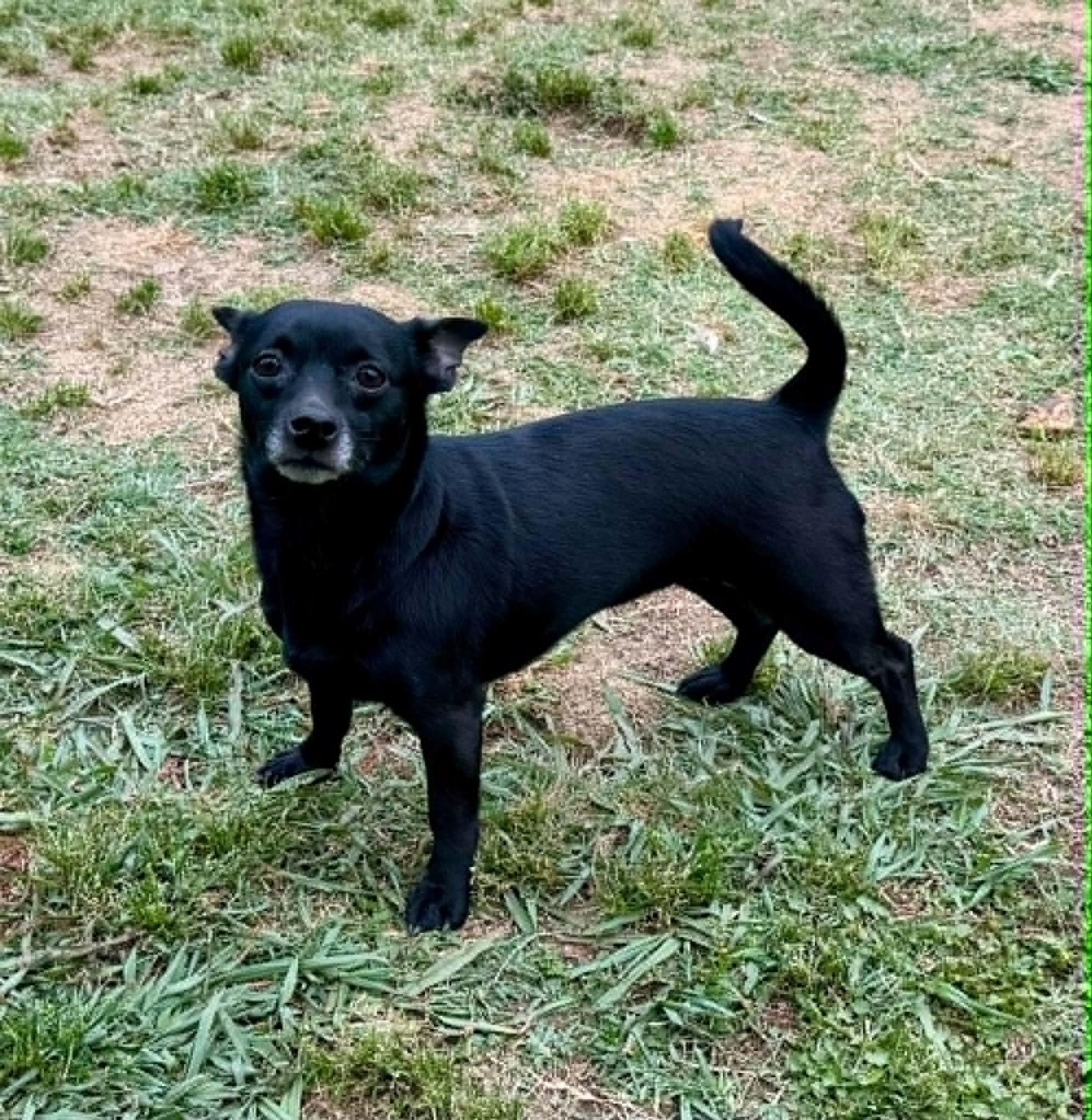 Blackberry, a ADOPTABLE mixed breed in Maiden, NC image 3/5