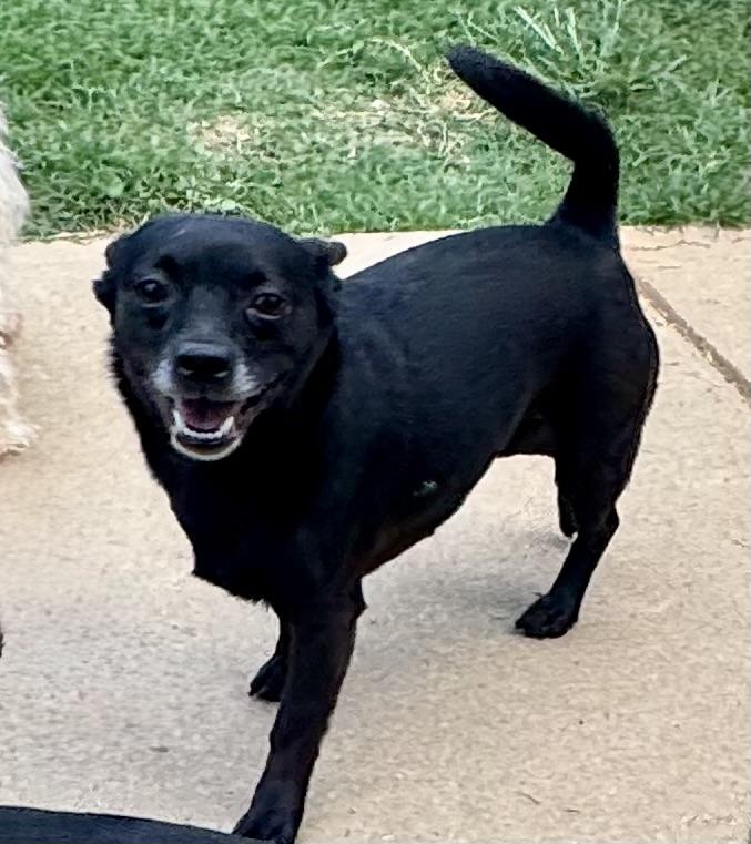 Enlarge Blackberry, a ADOPTABLE mixed breed in Maiden, NC image 3/6