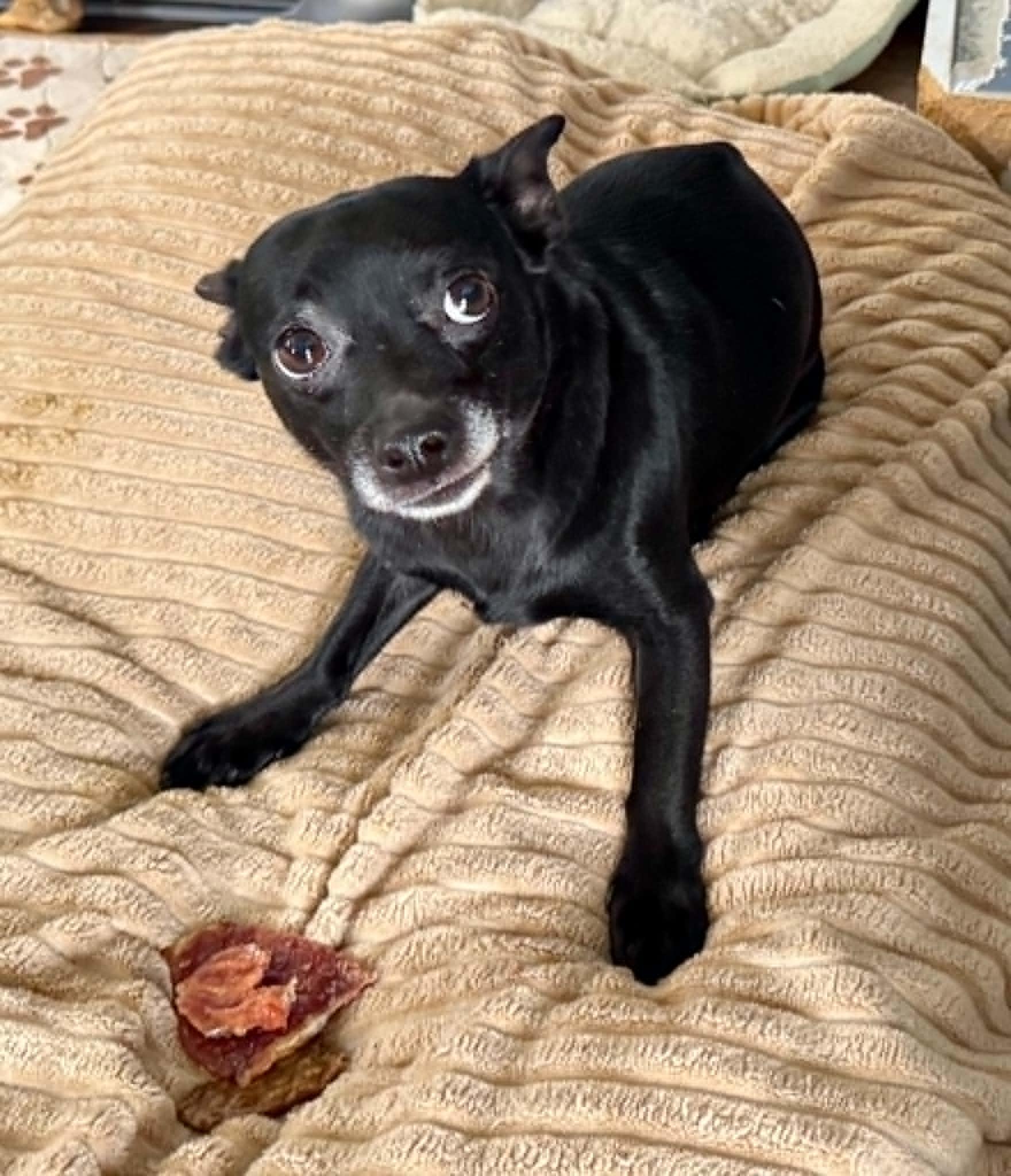 Blackberry, ADOPTABLE, Adult Female Chihuahua.
