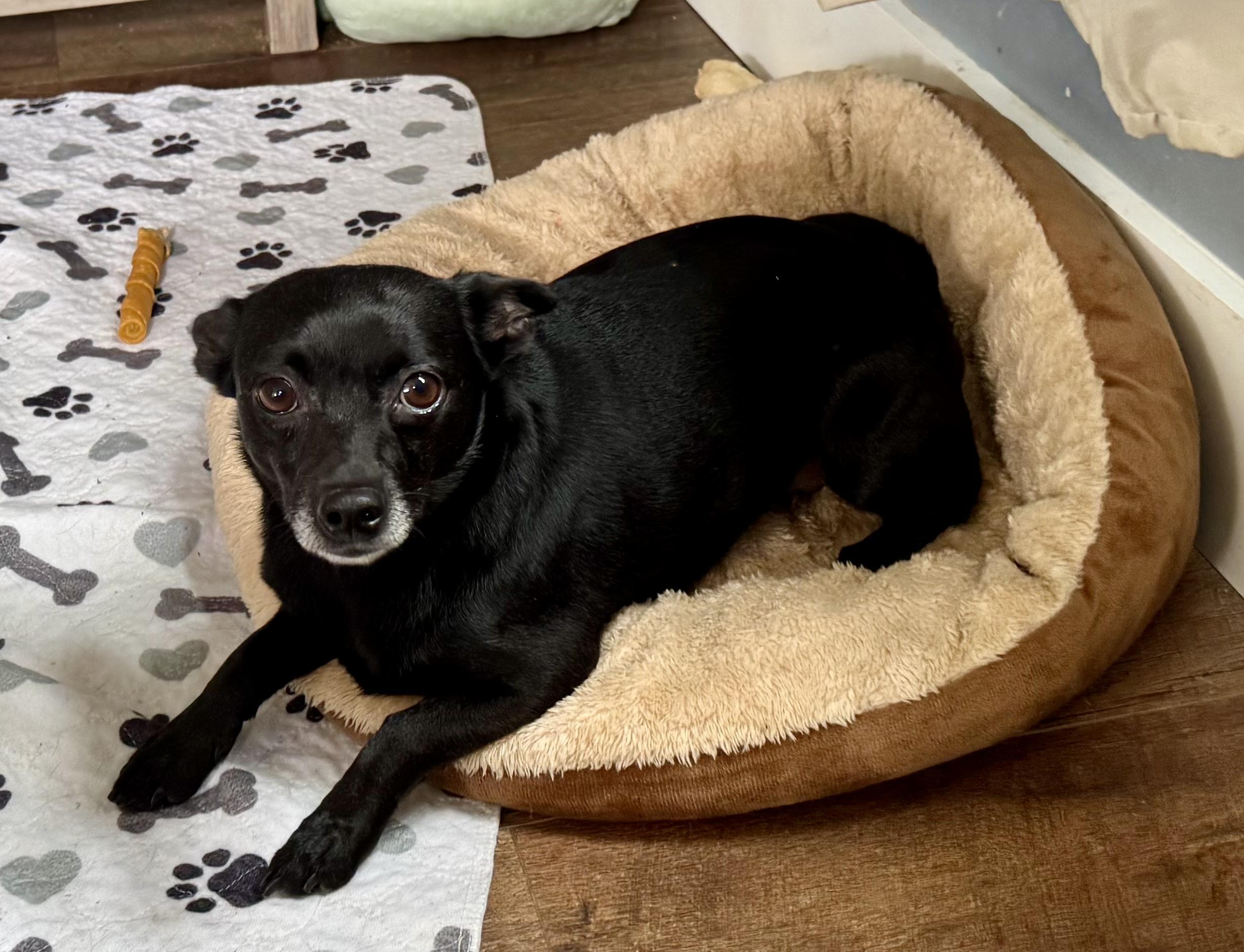 Enlarge Blackberry, a ADOPTABLE mixed breed in Maiden, NC image 5/6