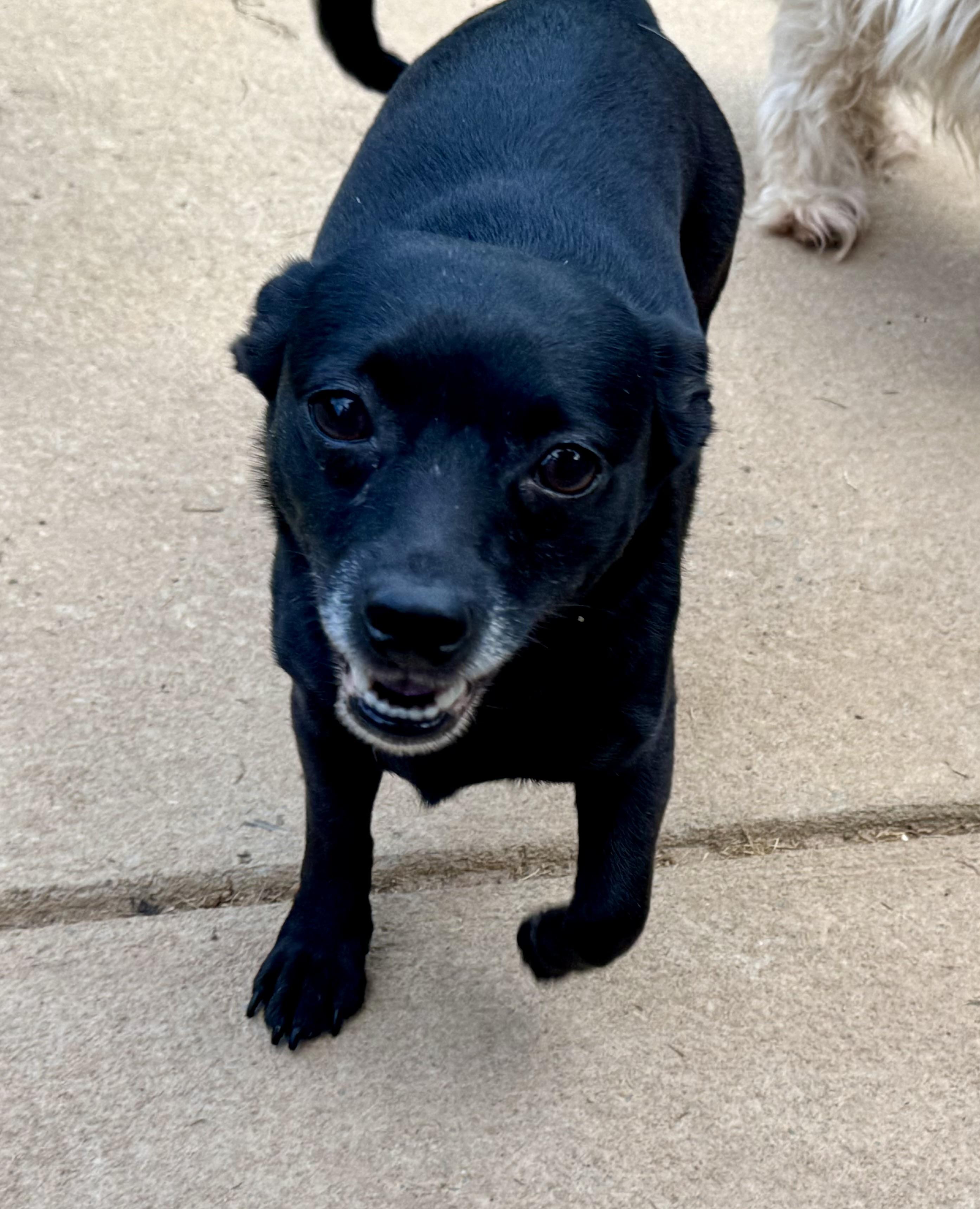 Enlarge Blackberry, a ADOPTABLE mixed breed in Maiden, NC image 6/6