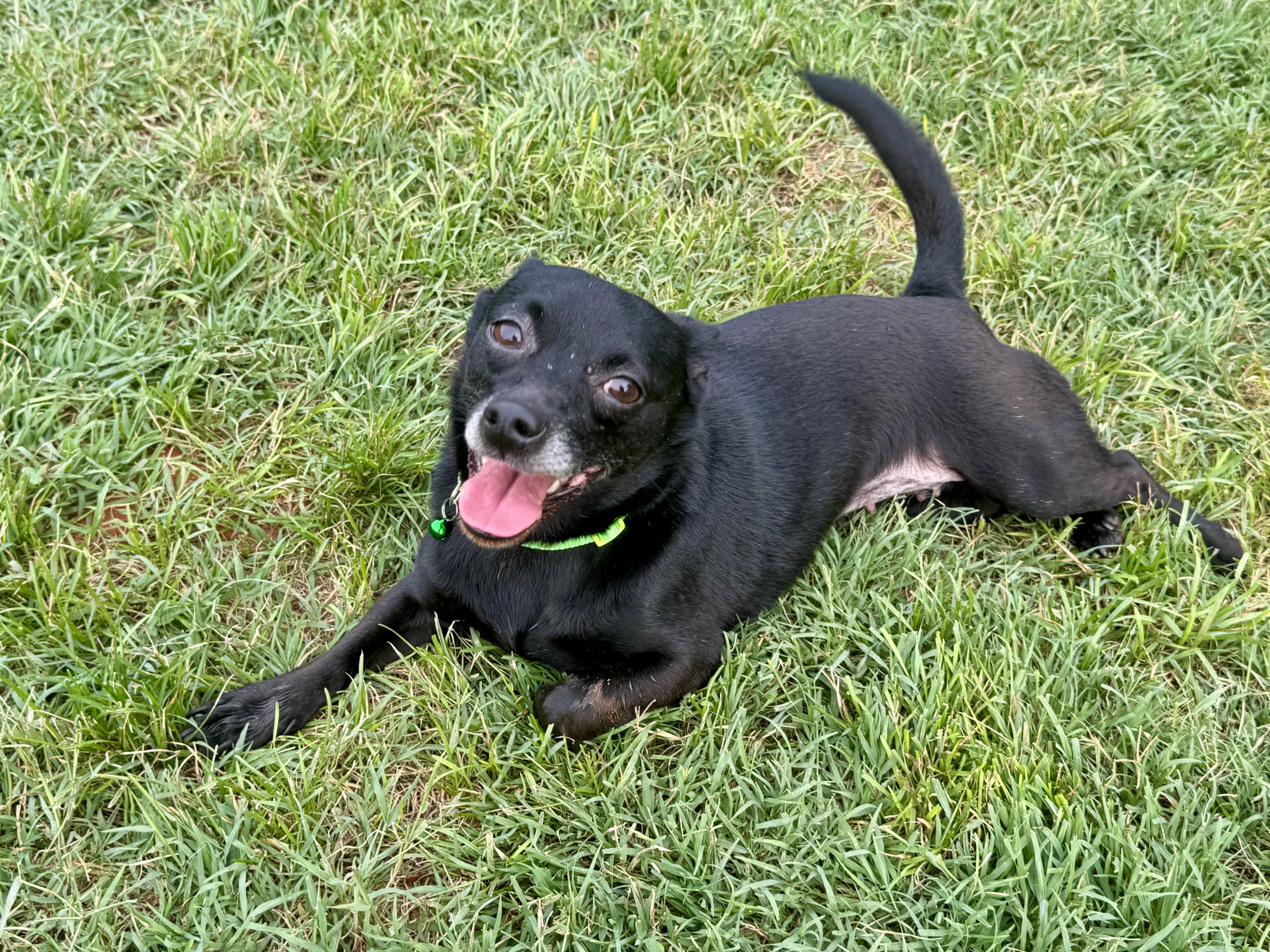 Blackberry, ADOPTABLE, Adult Female Chihuahua.