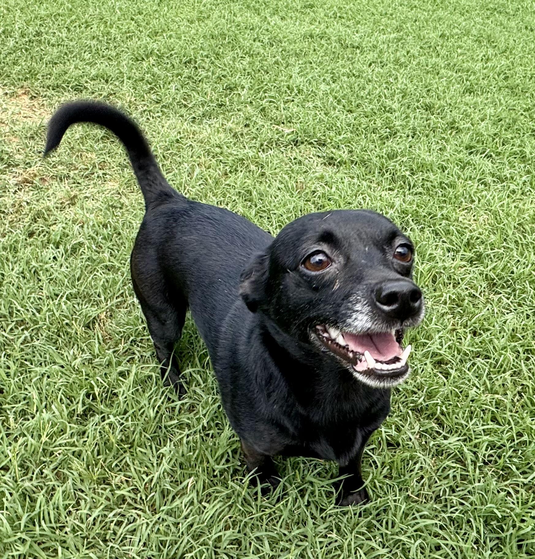 Blackberry, ADOPTABLE, Adult Female Chihuahua.