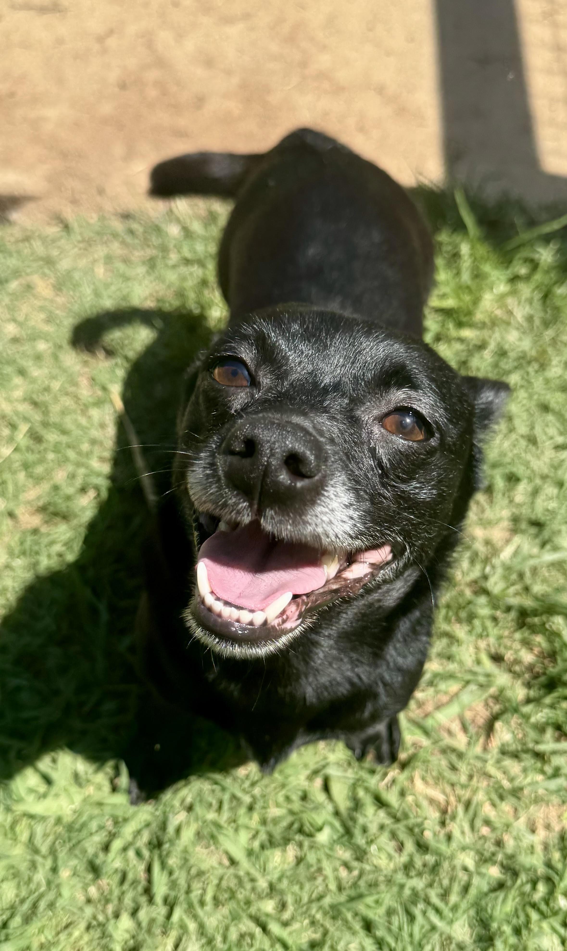 Blackberry, a ADOPTABLE mixed breed in Maiden, NC image 2/5