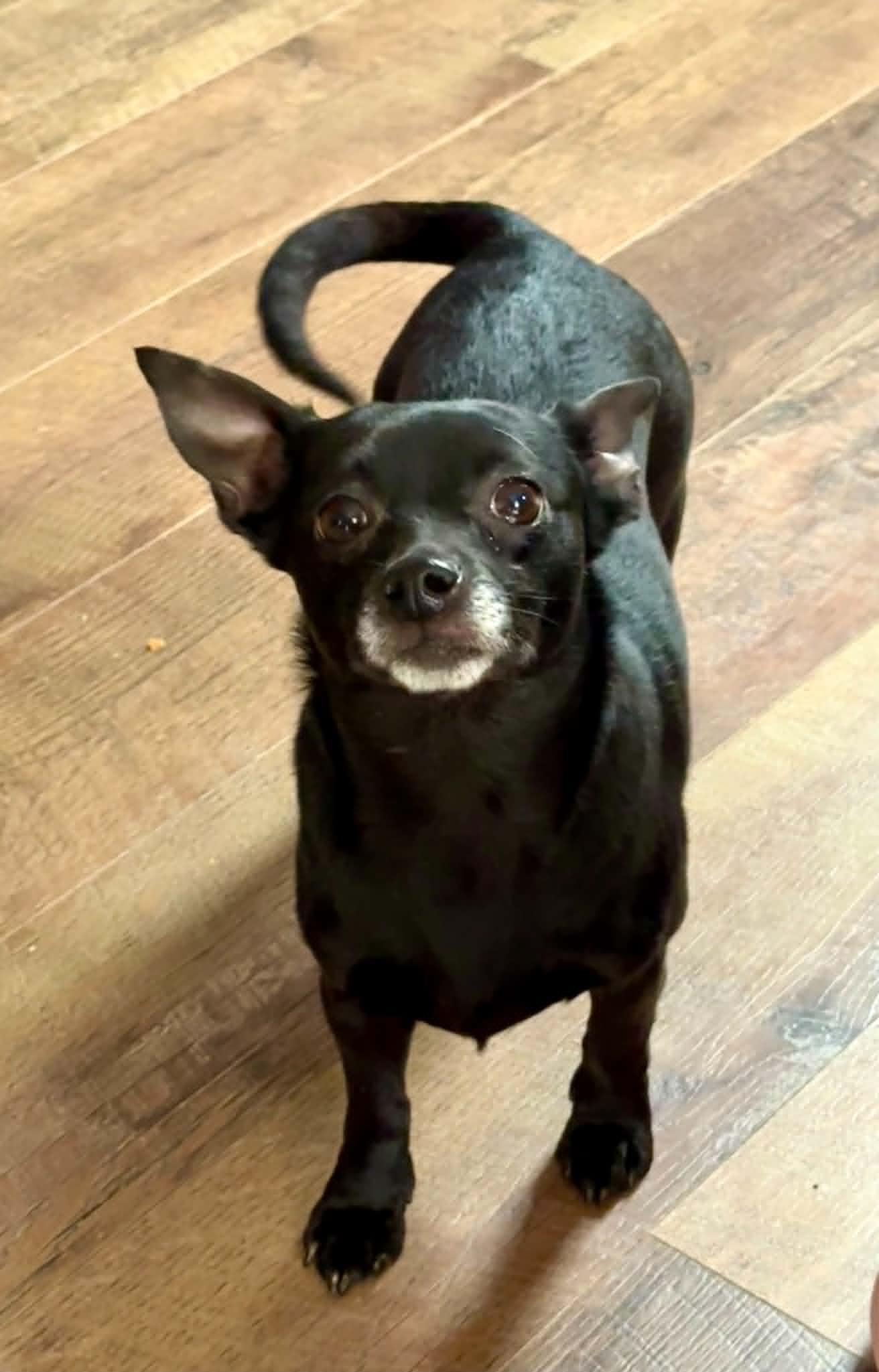 Blackberry, a ADOPTABLE mixed breed in Maiden, NC image 2/5