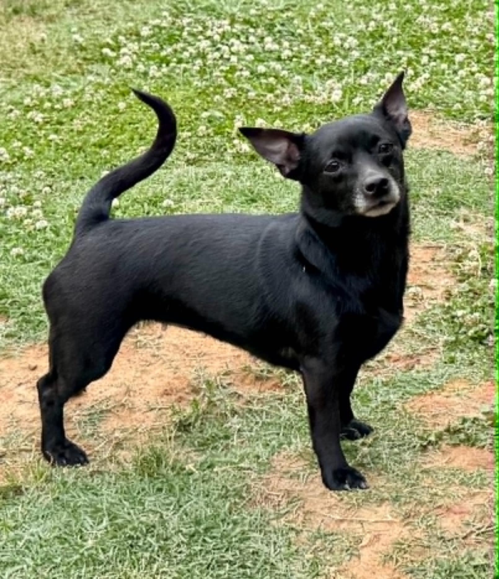 Blackberry, a ADOPTABLE mixed breed in Maiden, NC image 4/5