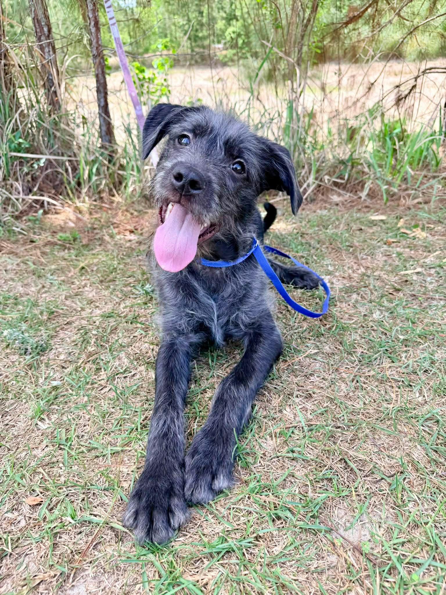 Enlarge Oreo George, an adopted mixed breed in Albion, MI image 1/6