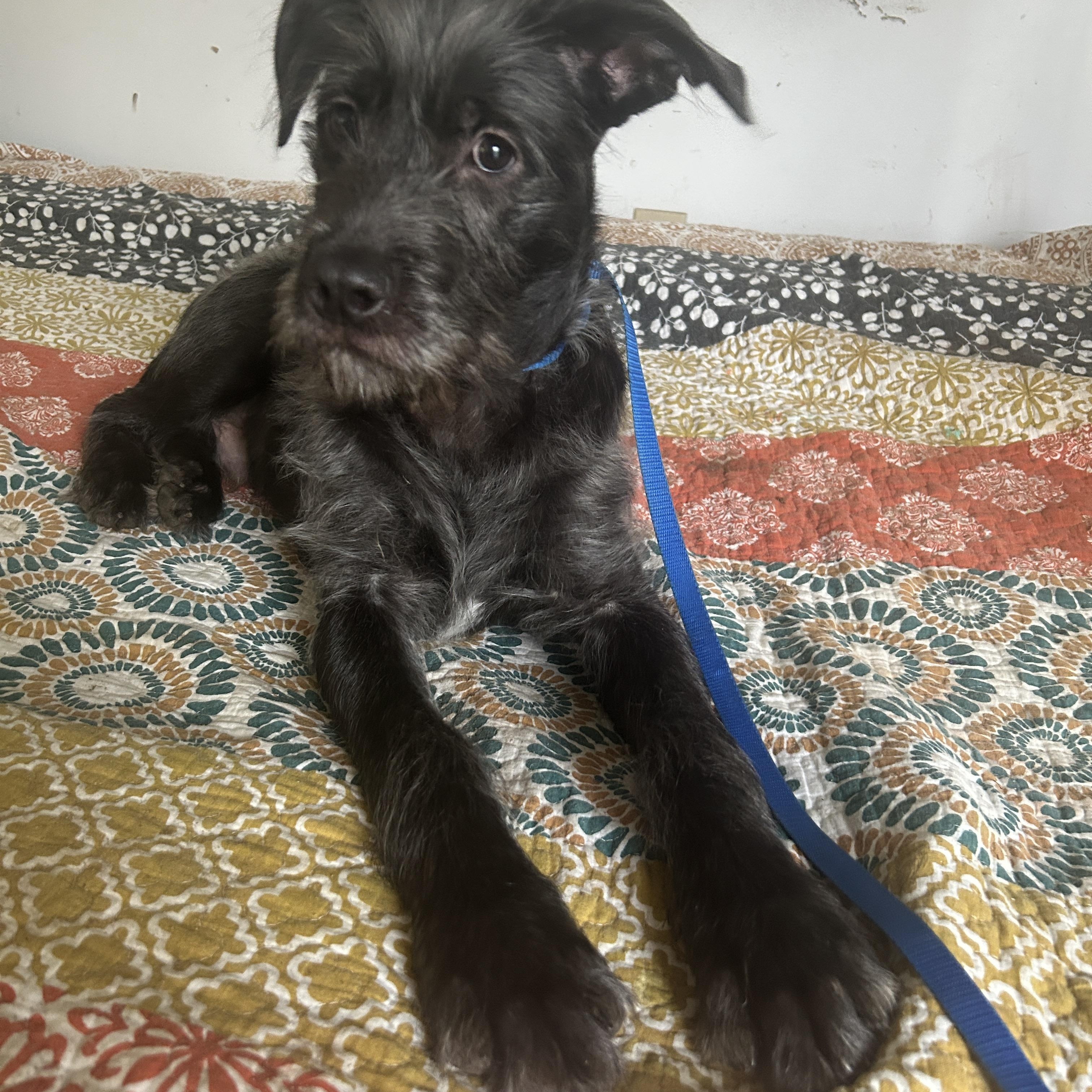 Enlarge Oreo George, an adopted mixed breed in Albion, MI image 6/6