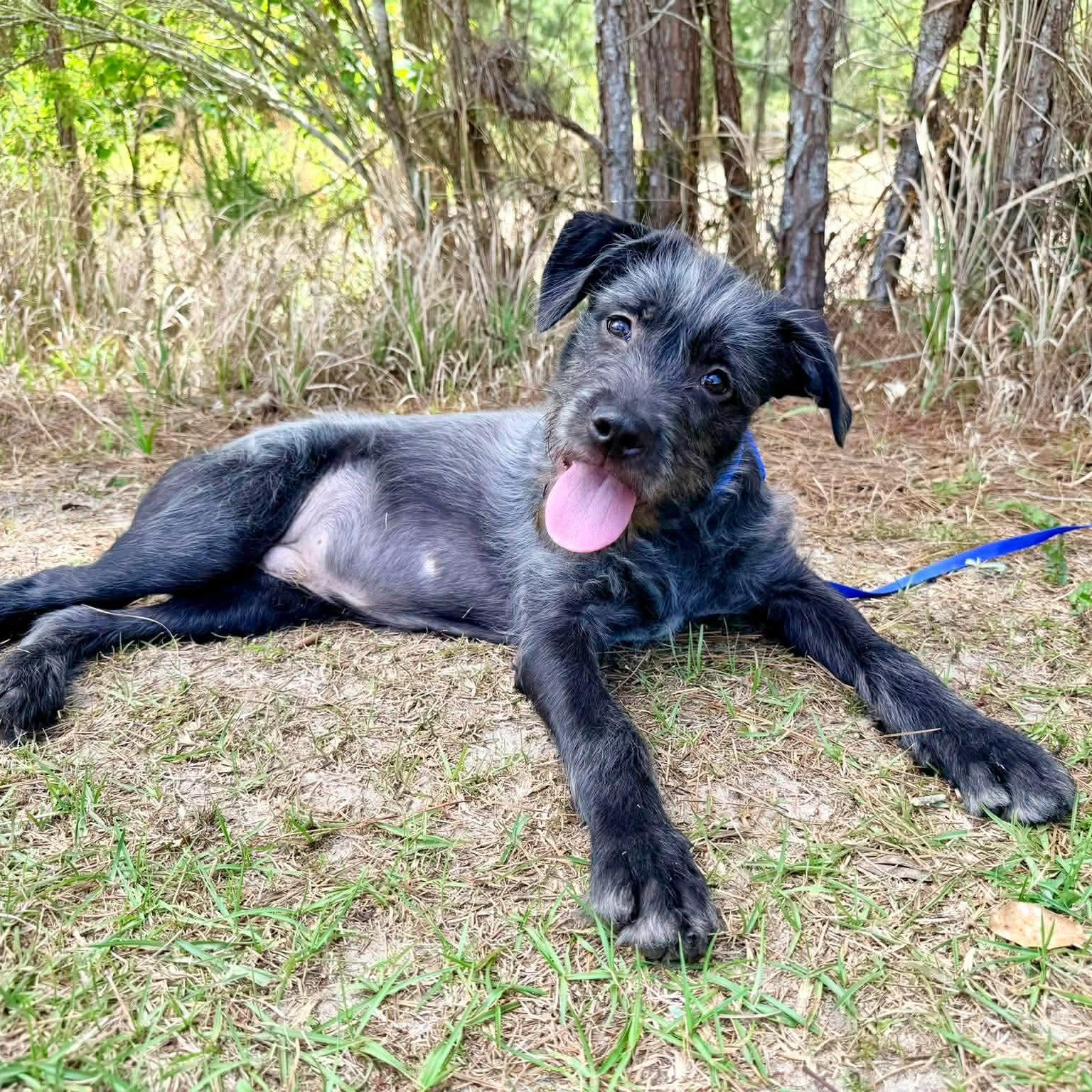 Enlarge Oreo George, an adopted mixed breed in Albion, MI image 3/6