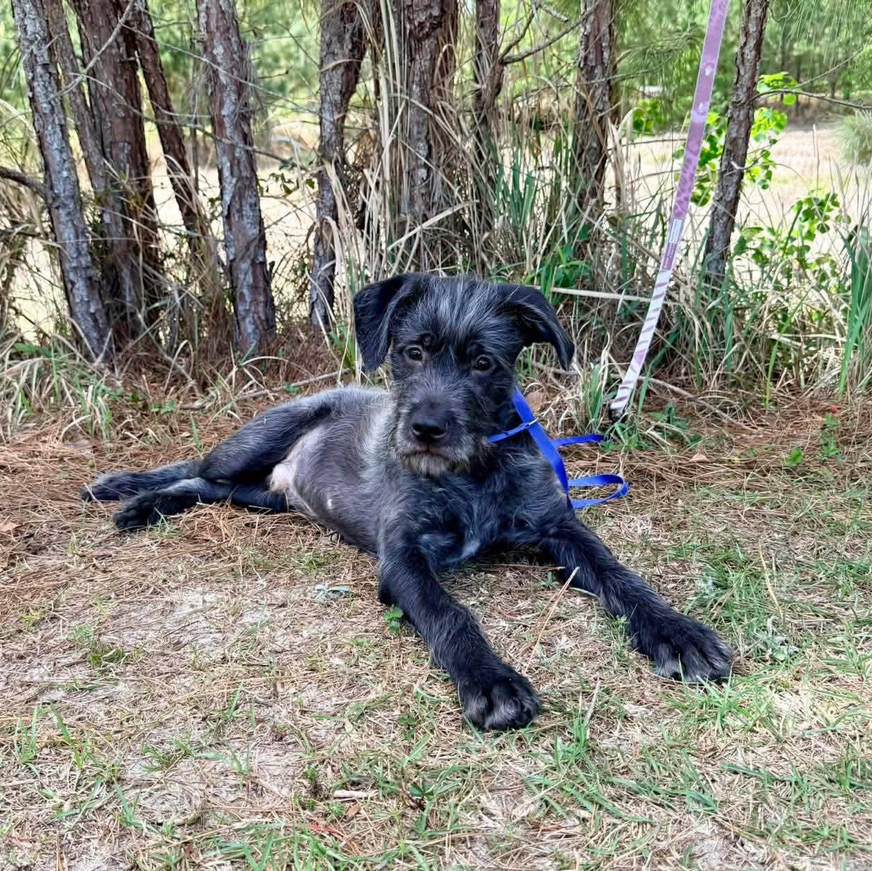 Enlarge Oreo George, an adopted mixed breed in Albion, MI image 5/6