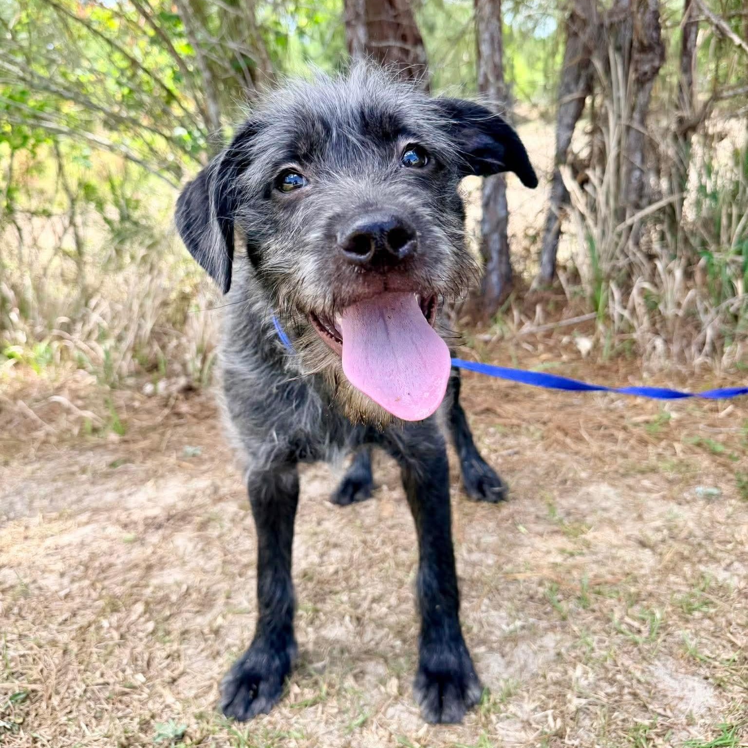 Enlarge Oreo George, an adopted mixed breed in Albion, MI image 2/6