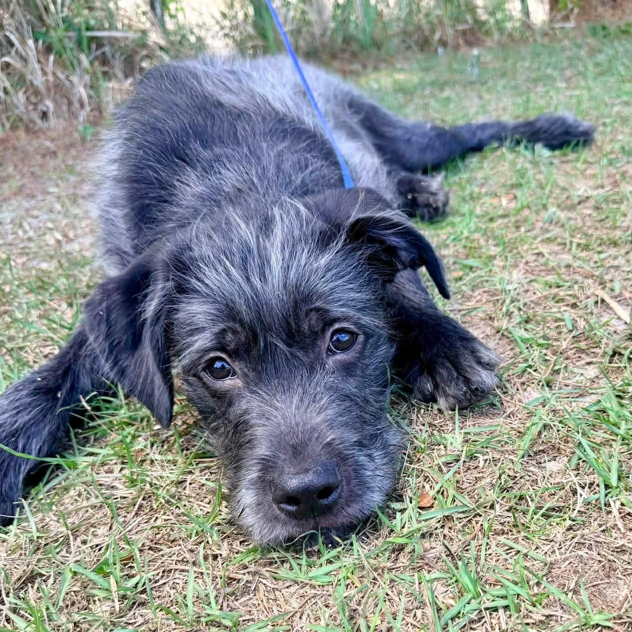 Enlarge Oreo George, an adopted mixed breed in Albion, MI image 4/6