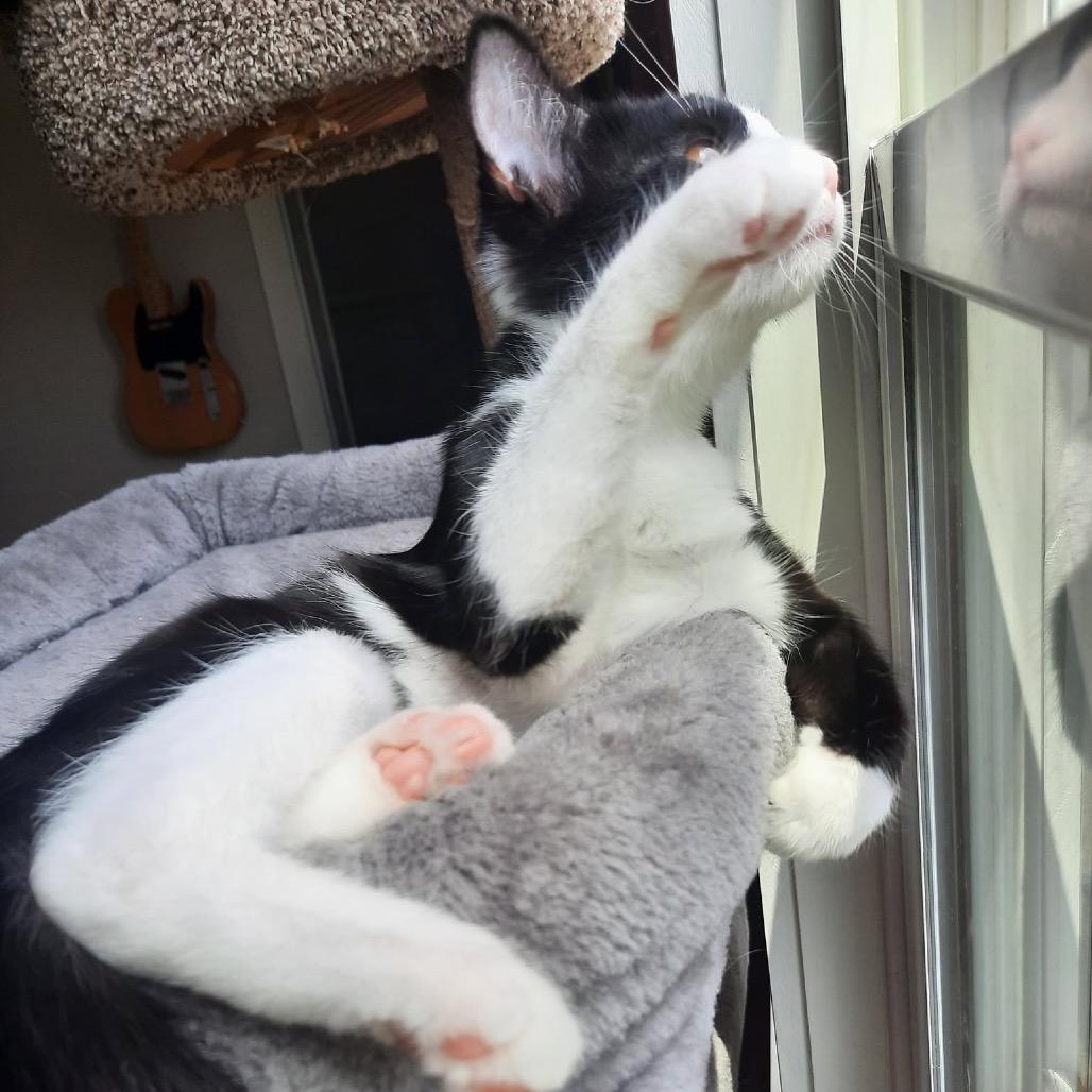 Enlarge Luda, a Adoptable Domestic Short Hair in Harrisonburg, VA image 1/6