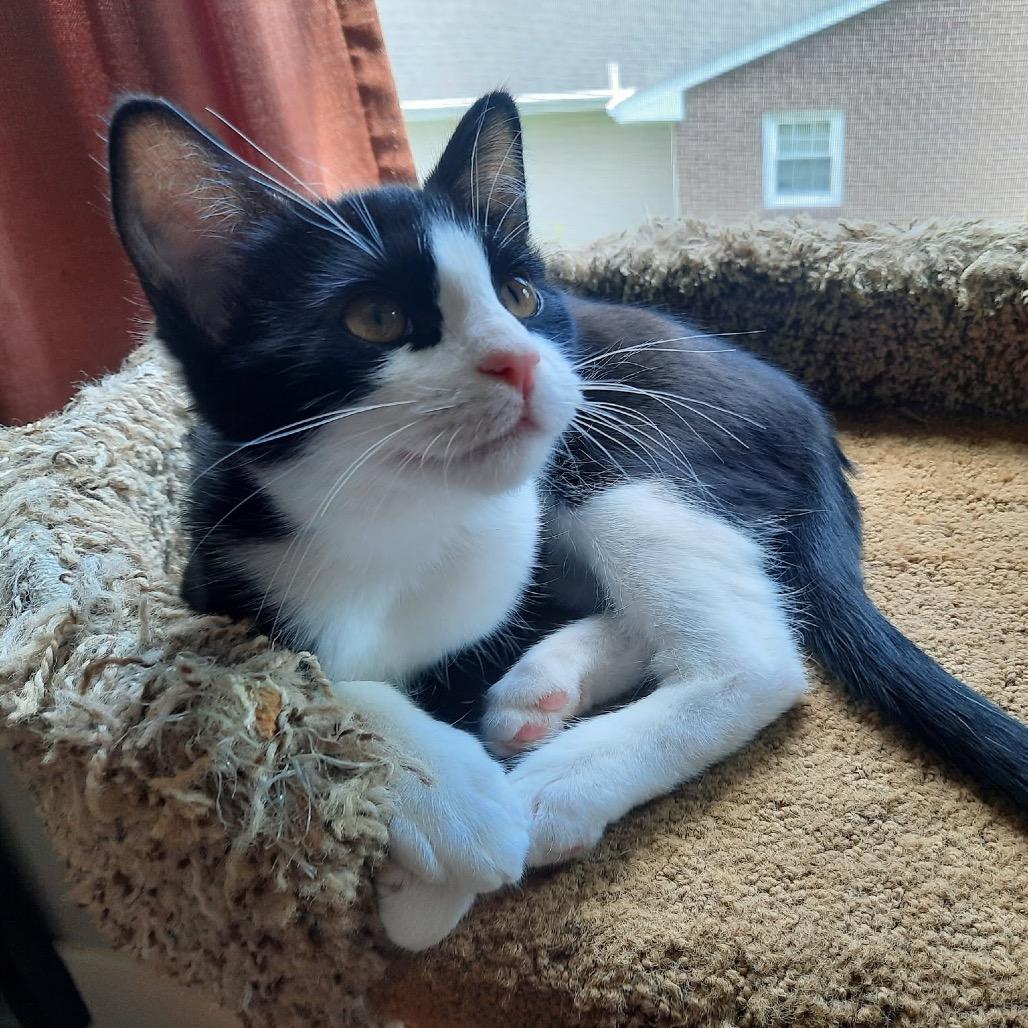 Enlarge Luda, a Adoptable Domestic Short Hair in Harrisonburg, VA image 2/6