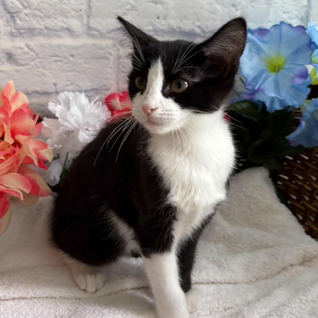 Enlarge Luda, a Adoptable Domestic Short Hair in Harrisonburg, VA image 4/6