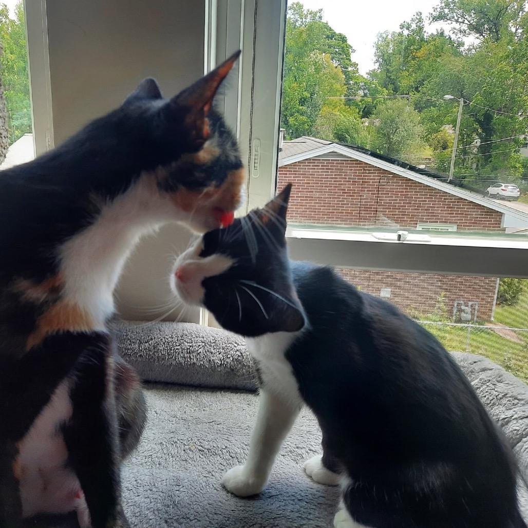Enlarge Luda, a Adoptable Domestic Short Hair in Harrisonburg, VA image 5/6