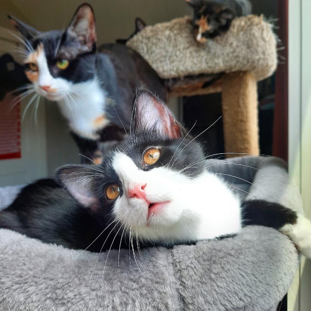 Enlarge Luda, a Adoptable Domestic Short Hair in Harrisonburg, VA image 6/6