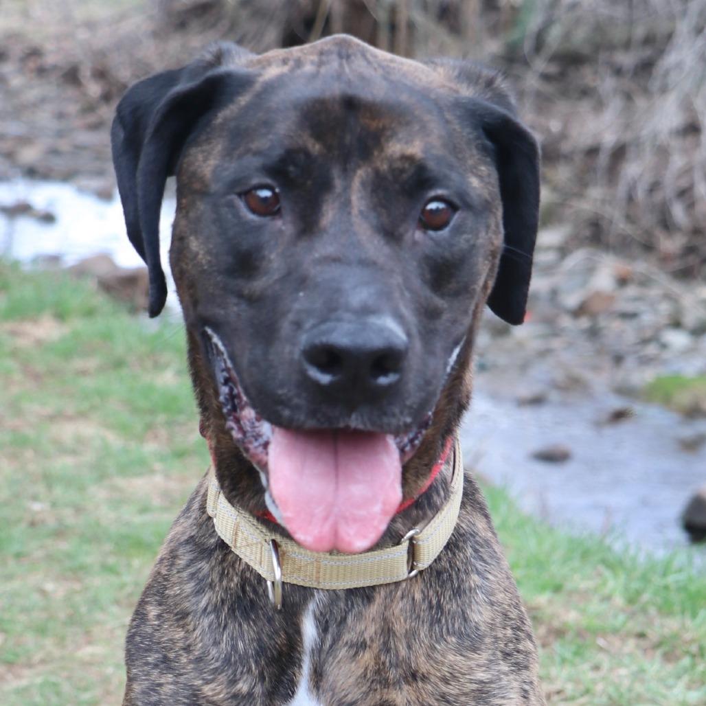 Damu, Adoptable, Senior Male Coonhound.