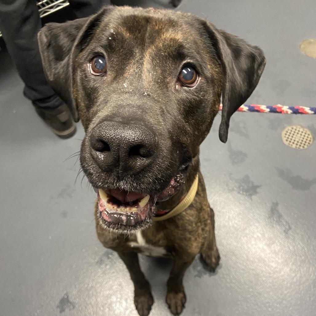 Enlarge Damu, a Adoptable Coonhound in Allentown, PA image 2/4
