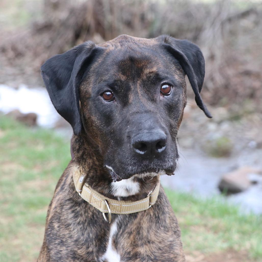 Enlarge Damu, a Adoptable Coonhound in Allentown, PA image 3/4