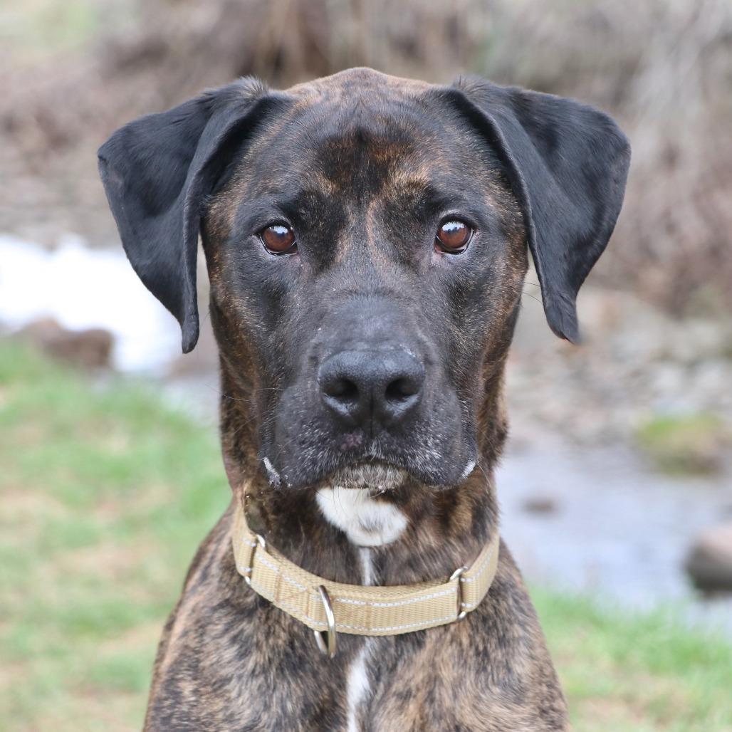 Enlarge Damu, a Adoptable Coonhound in Allentown, PA image 4/4