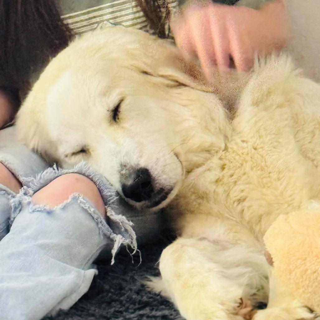 Francine, Adoptable, Senior Female Great Pyrenees.