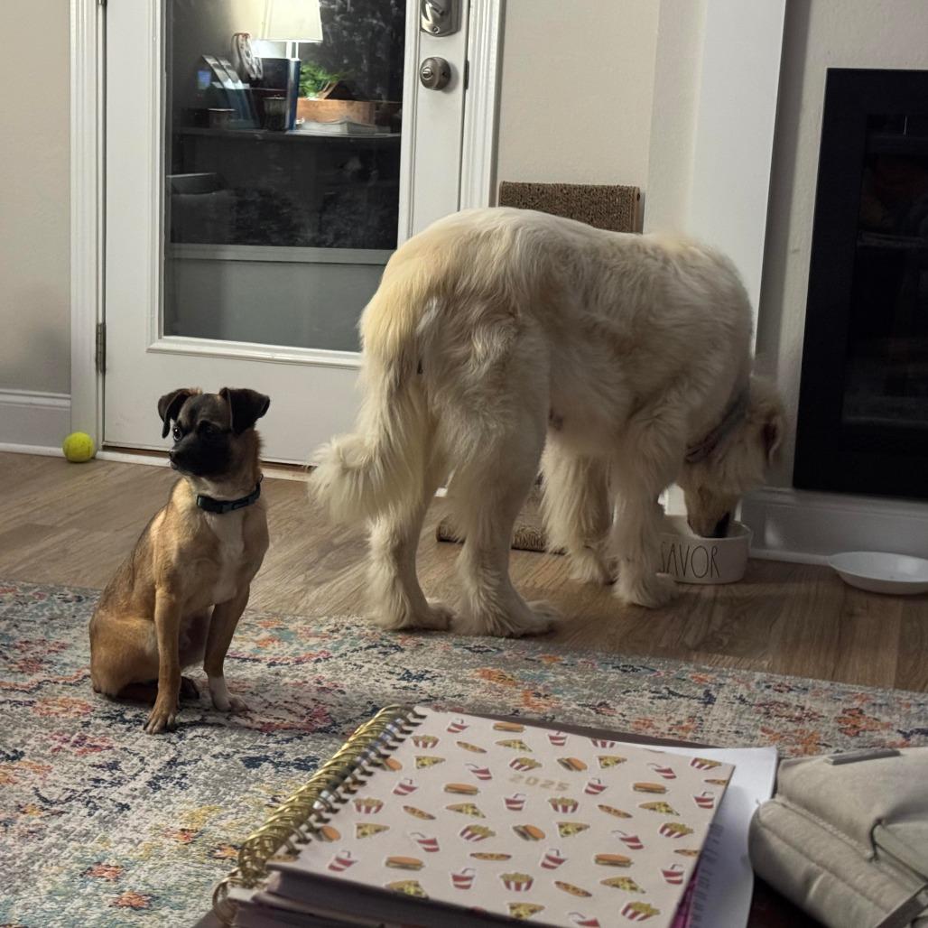 Francine, a Adoptable Great Pyrenees in Clarksville, TN image 2/6