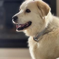 Francine, a Adoptable Great Pyrenees in Clarksville, TN image 4/6
