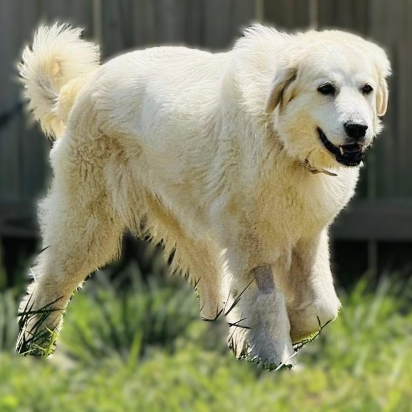 Francine, a Adoptable Great Pyrenees in Clarksville, TN image 5/6