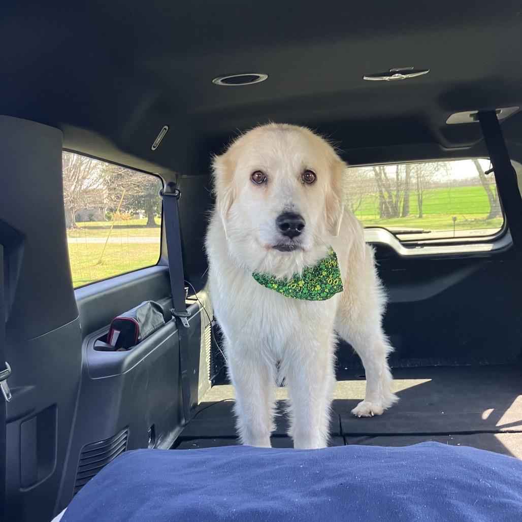 Francine, a Adoptable Great Pyrenees in Clarksville, TN image 6/6