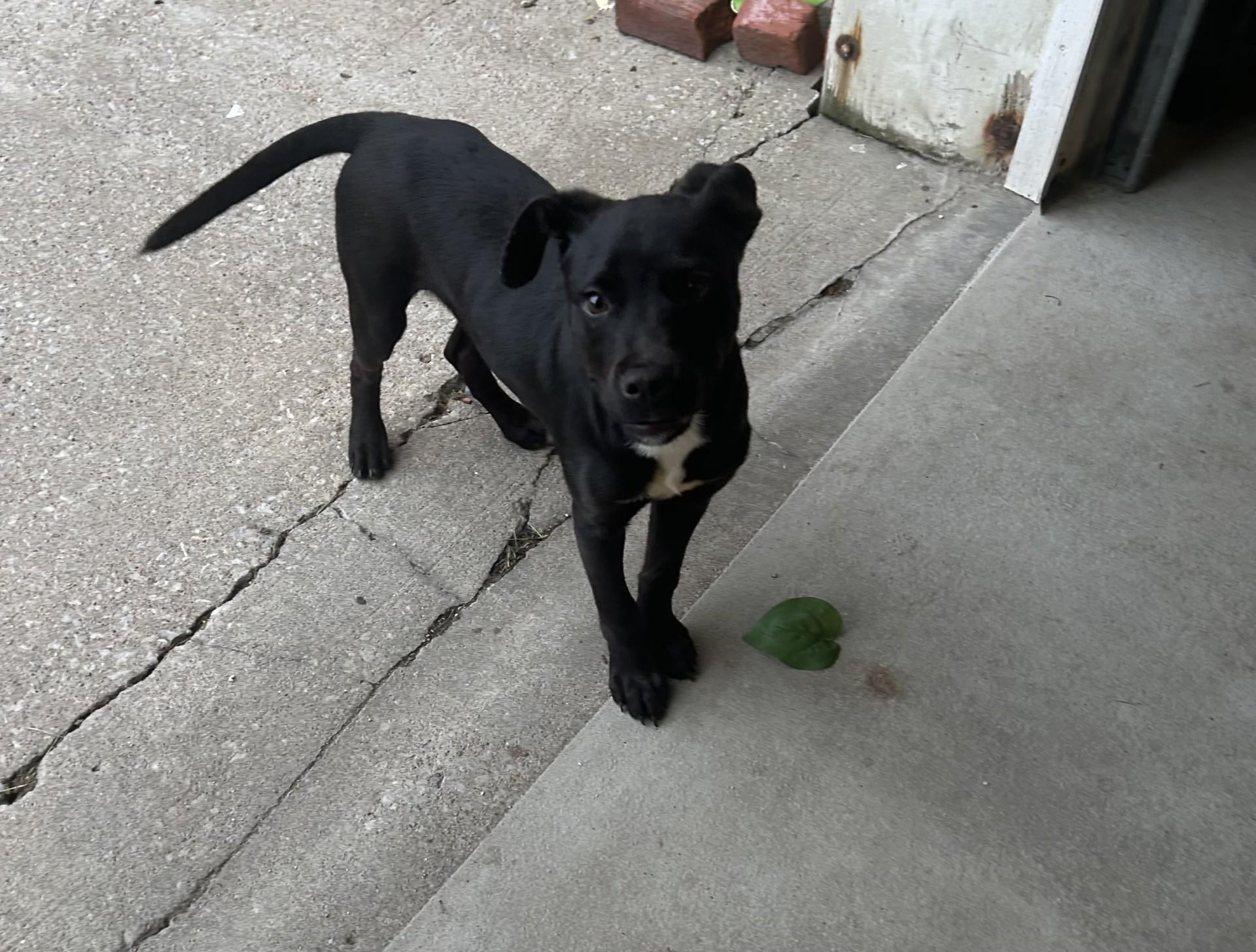 Enlarge COAL, an adopted mixed breed in North Kansas City, MO image 1/2