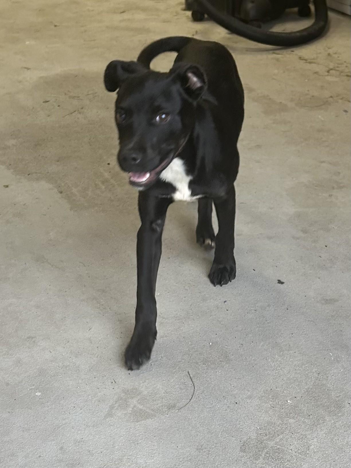 Enlarge COAL, an adopted mixed breed in North Kansas City, MO image 2/2
