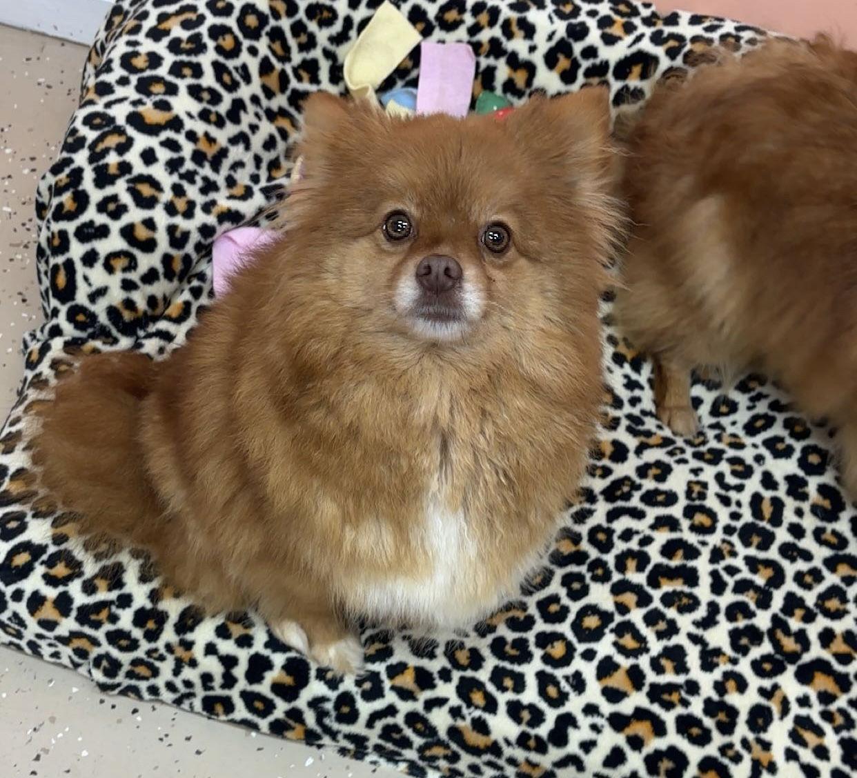 Honey Bear, Adopted, Young Female Pomeranian.