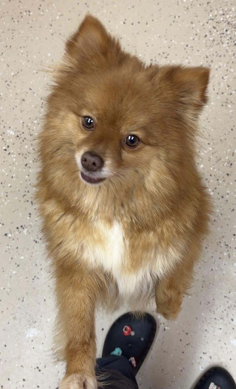 Enlarge Honey Bear, a Adopted Pomeranian in York, SC image 2/2