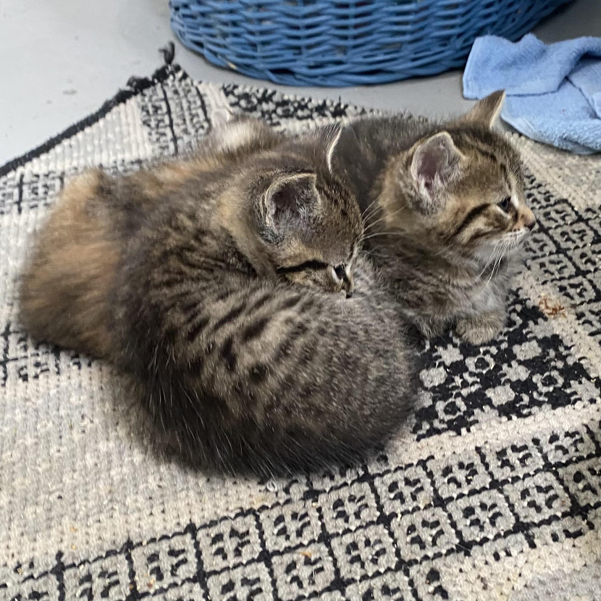 Enlarge Ruby, an adopted Dilute Tortoiseshell in Stanstead, QC image 3/3