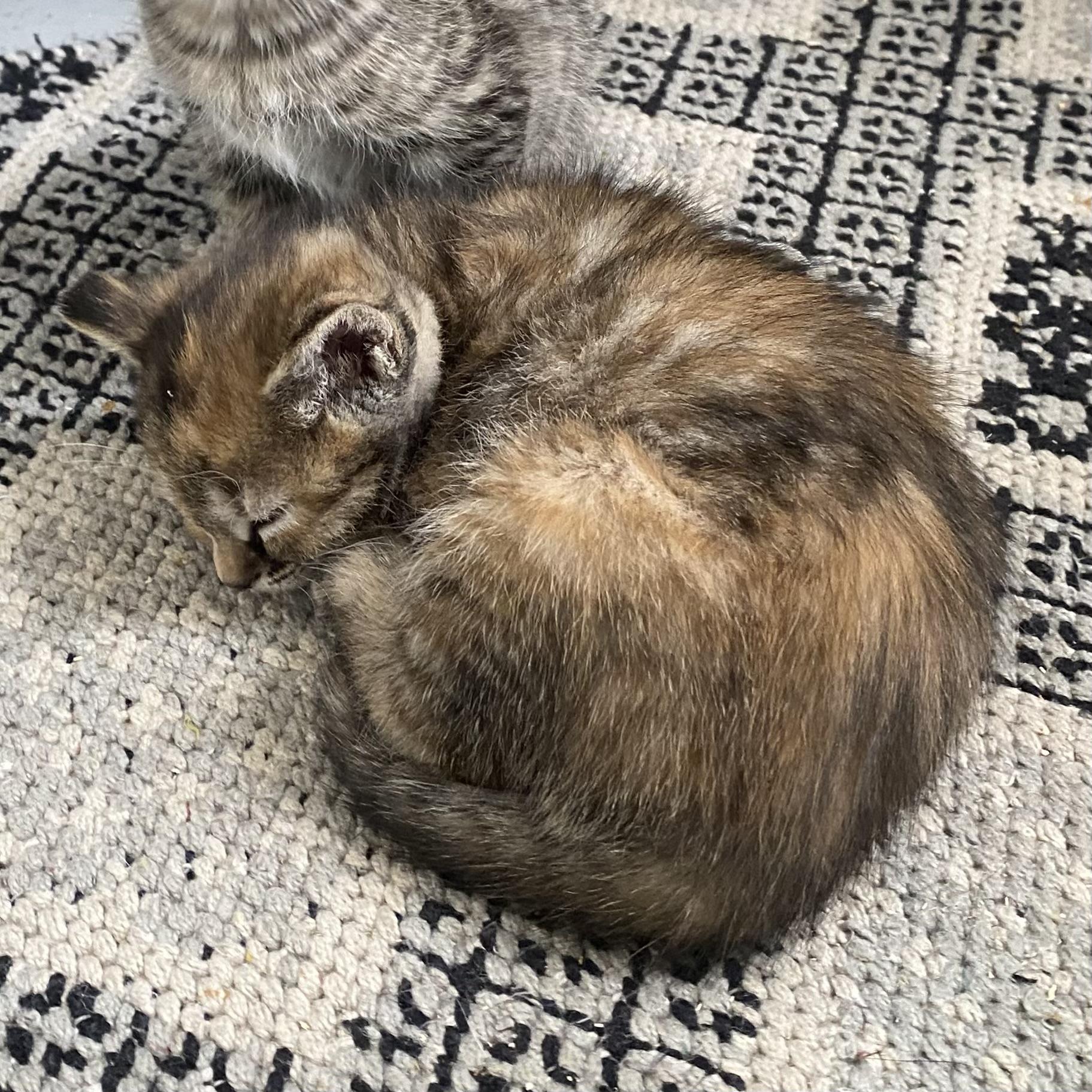 Enlarge Ruby, an adopted Dilute Tortoiseshell in Stanstead, QC image 2/3