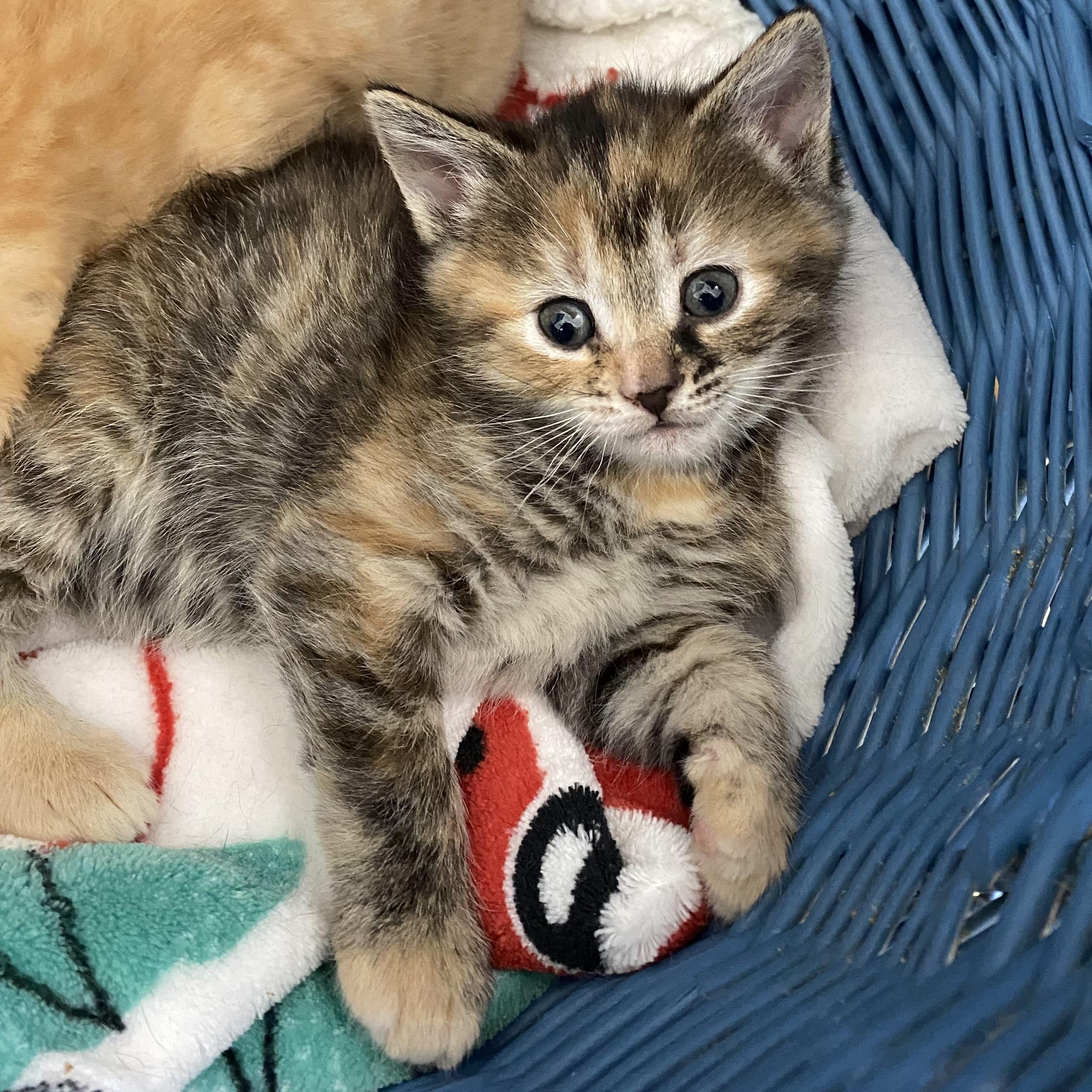 Ruby, adopted, Kitten Female Dilute Tortoiseshell.