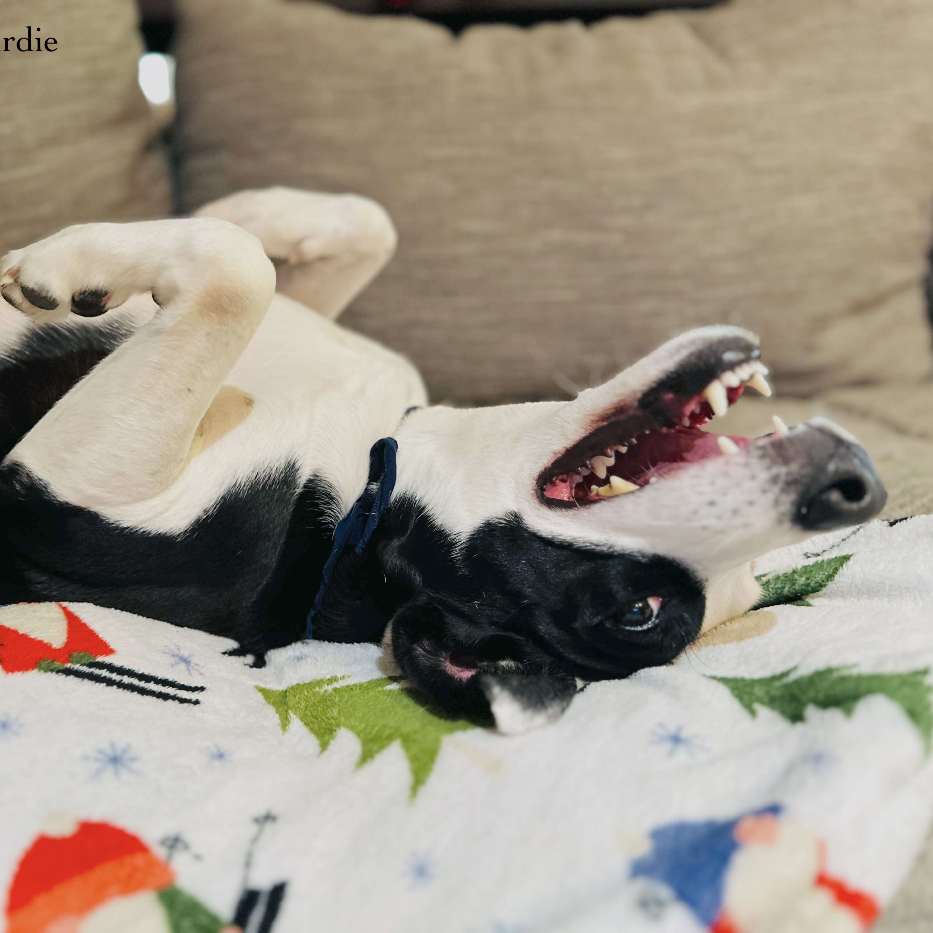 Enlarge Birdie, a Adoptable mixed breed in Alexandria, VA image 5/6