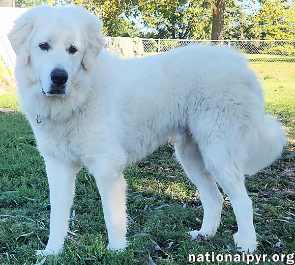 Collin in KY - Fluffy, Quiet & Gentle Explorer!