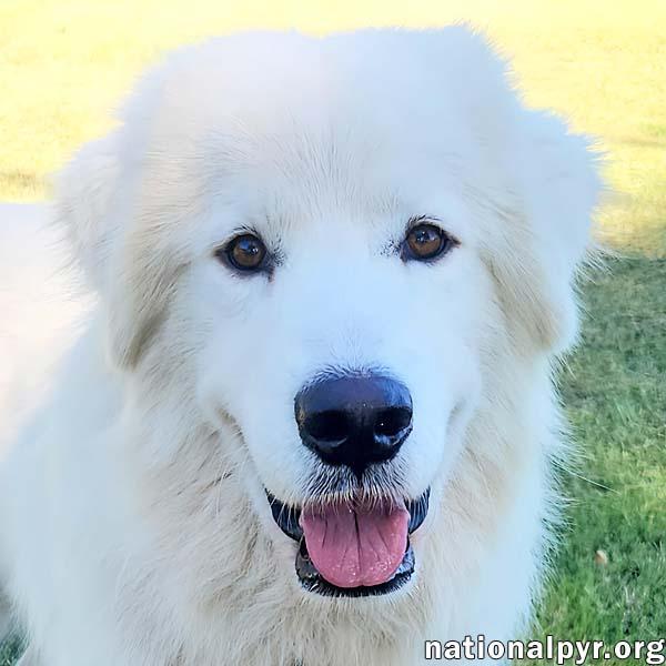 Collin in KY - Fluffy, Quiet & Gentle Explorer!