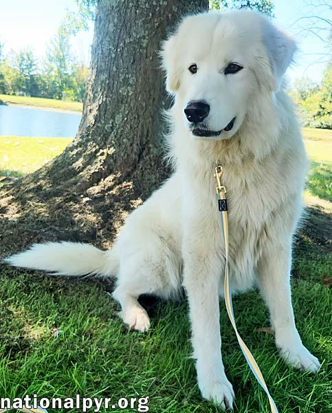 Collin in KY - Fluffy, Quiet & Gentle Explorer!