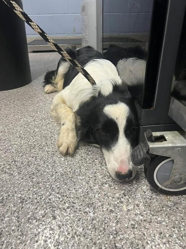 Enlarge Honey, a Adoptable Border Collie in Georgetown, OH image 1/1