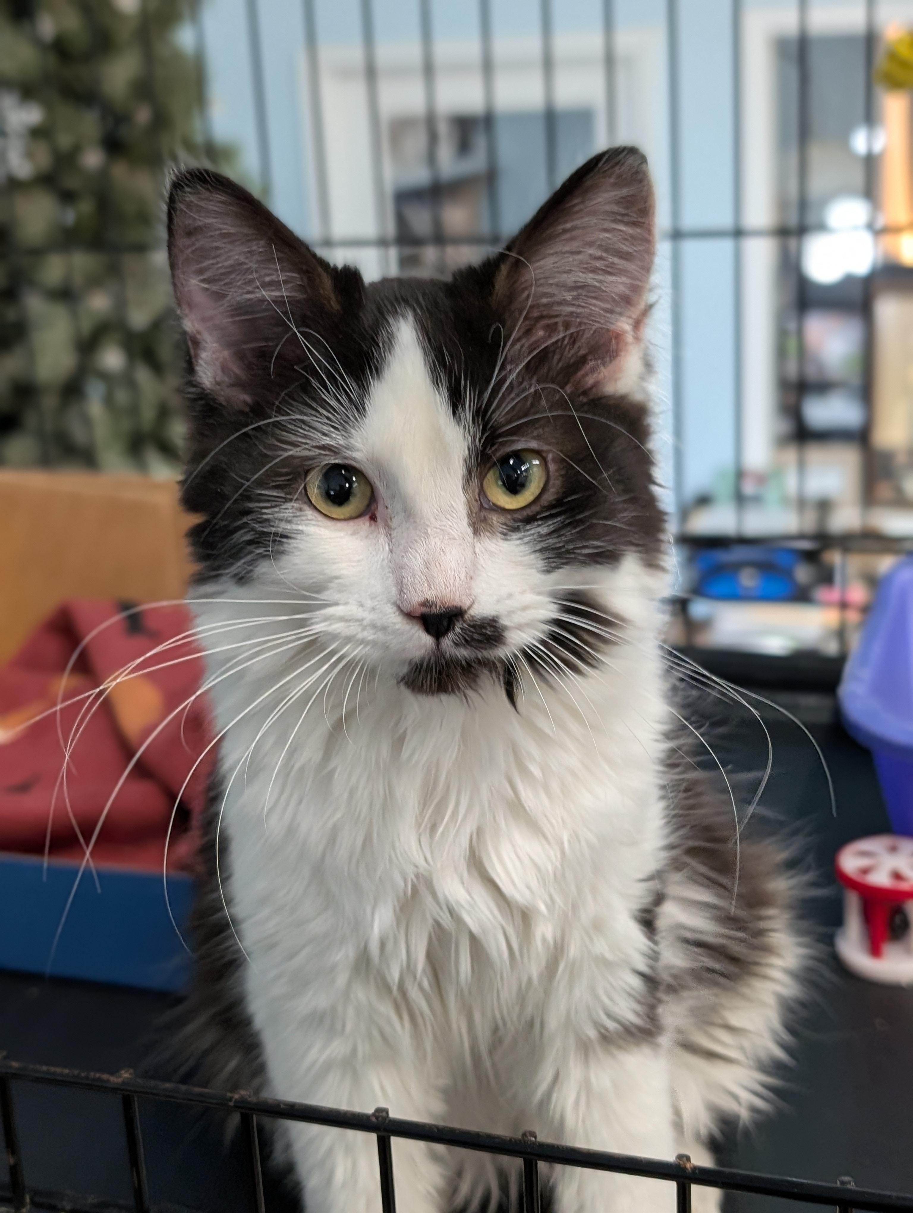 Mackenzie, adopted, Kitten Female Domestic Long Hair.