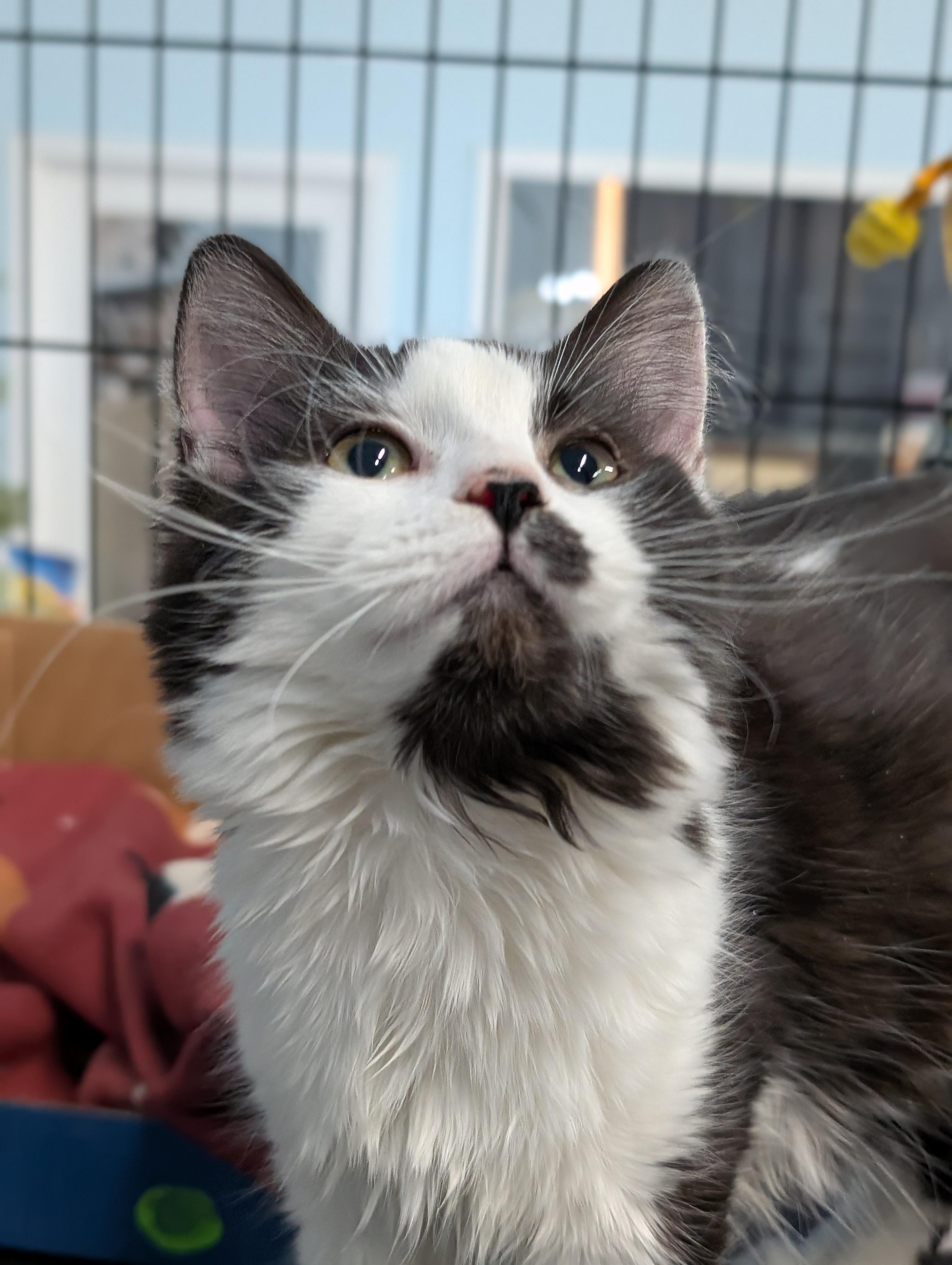 Enlarge Mackenzie, an adopted Domestic Long Hair in Tilton, IL image 2/3