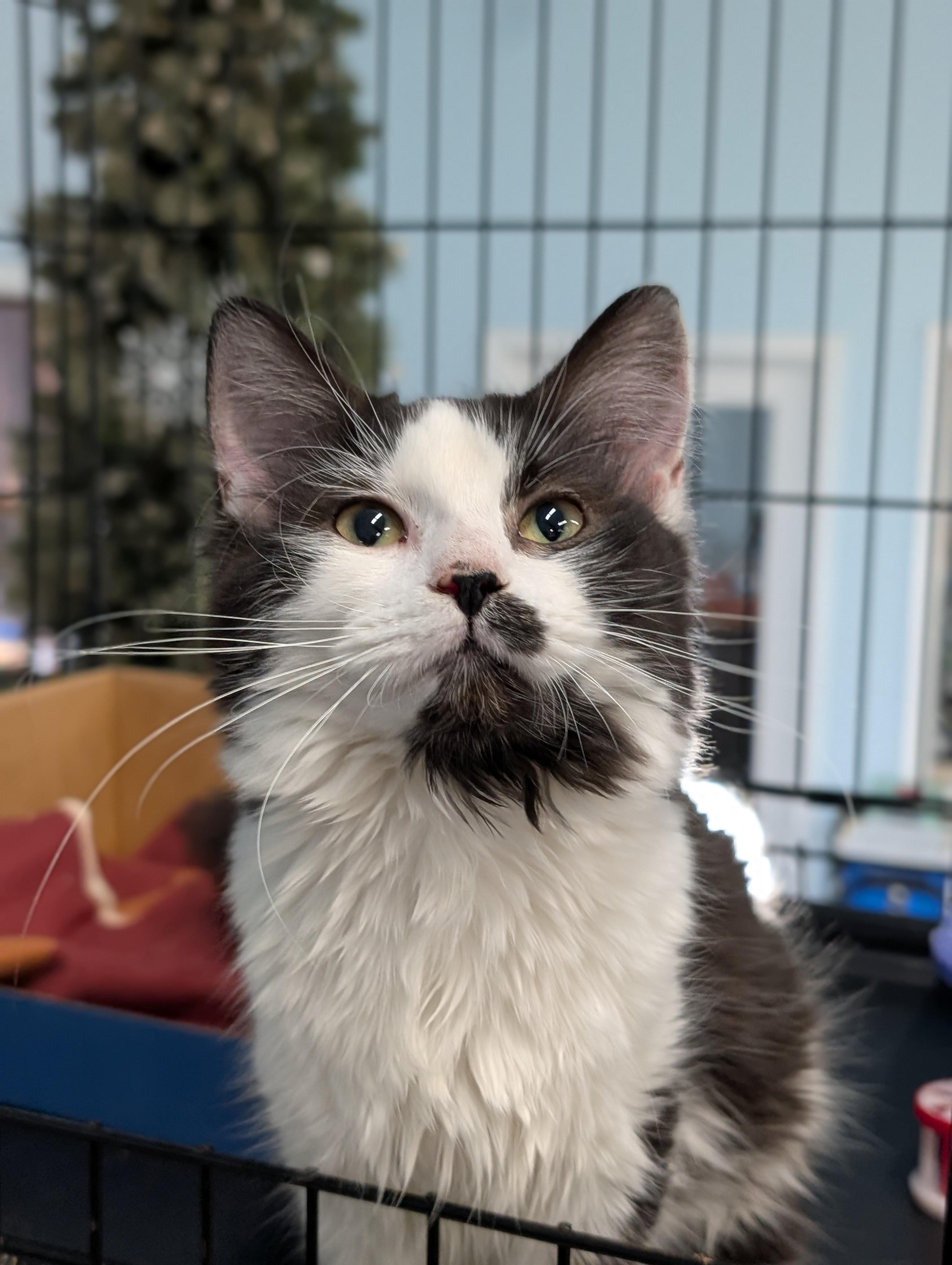 Enlarge Mackenzie, an adopted Domestic Long Hair in Tilton, IL image 3/3